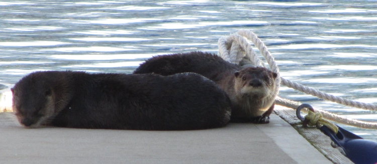 River Otters Basking on Dock